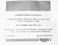Umbilicaria torrefacta image